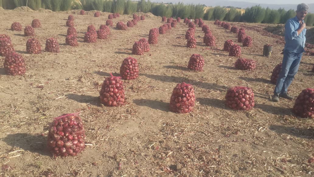 تامین کننده پیاز قرمز