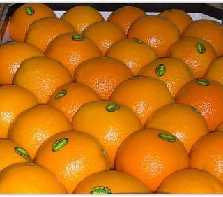 پرتقال والنسیا نوشهر