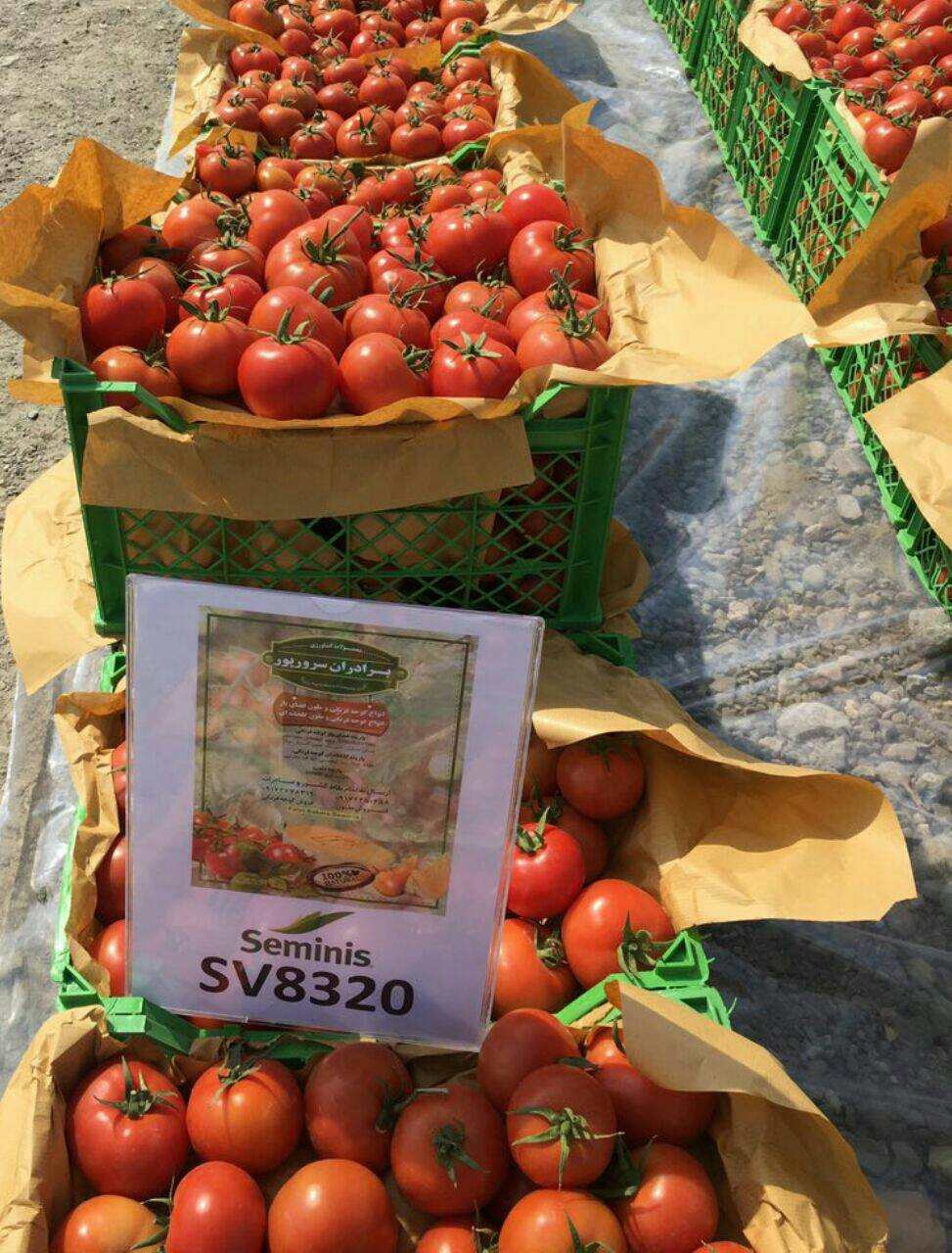 گوجه فرنگی بذر 8320