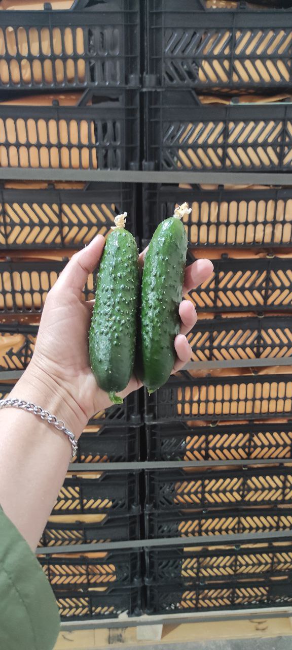 خیار خاردار گلخانه ای صادراتی یزد