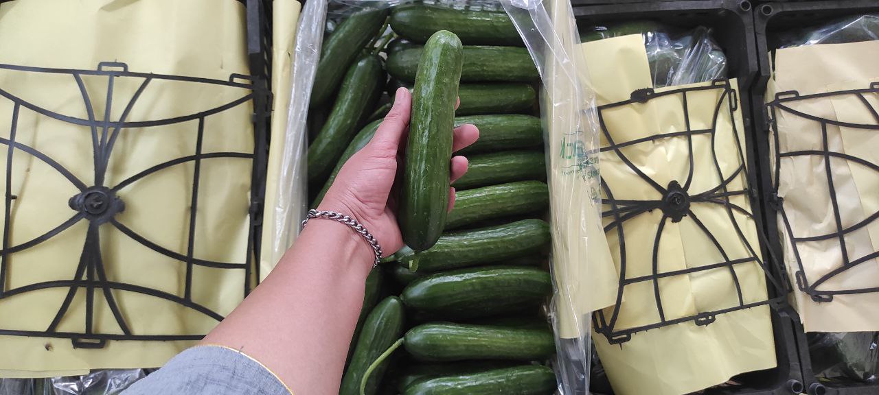 خیار خطی گلخانه ای یزد صادراتی