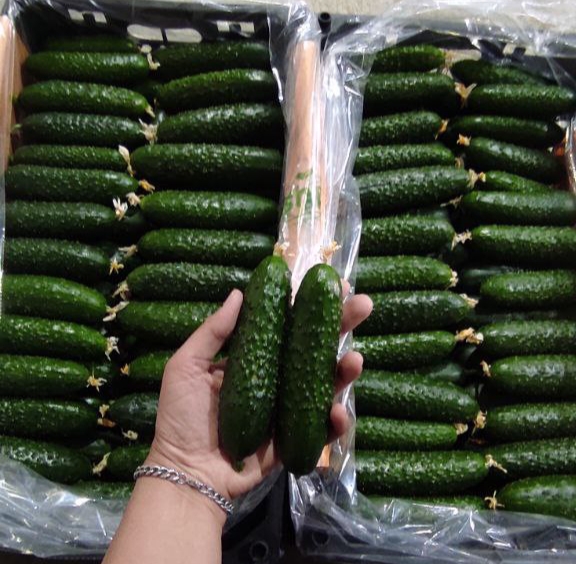 خیار خاردار صادراتی یزد