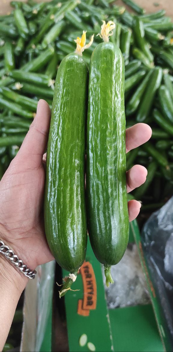 خیار خطی گلخانه ای یزد