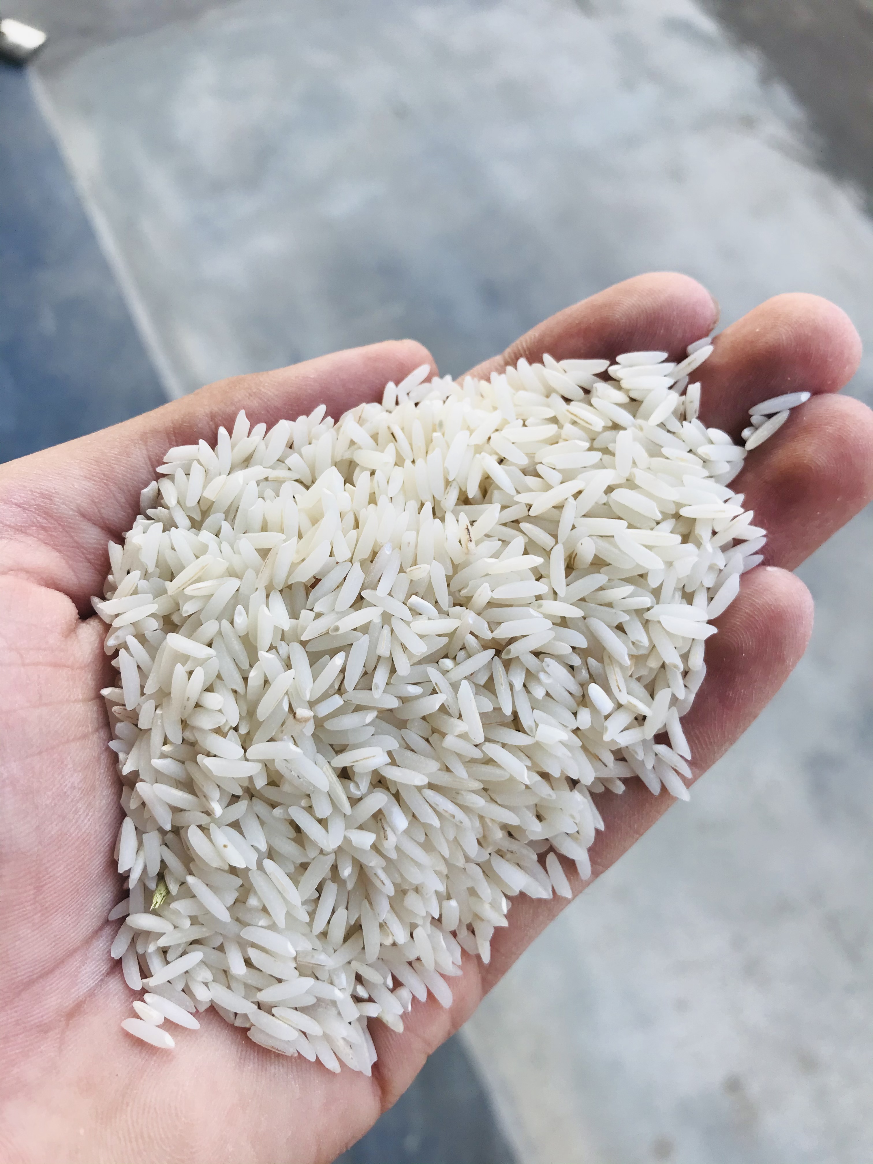 برنج طارم درجه یک شمال