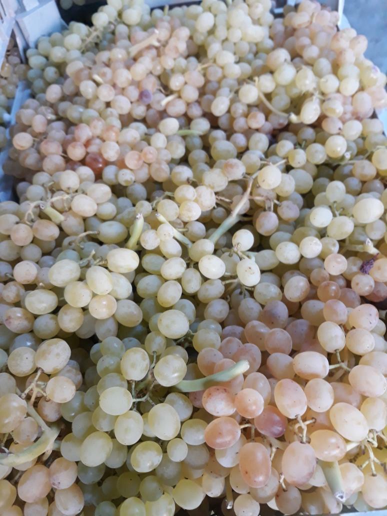 انگور سفید بی دانه صادراتی بالو