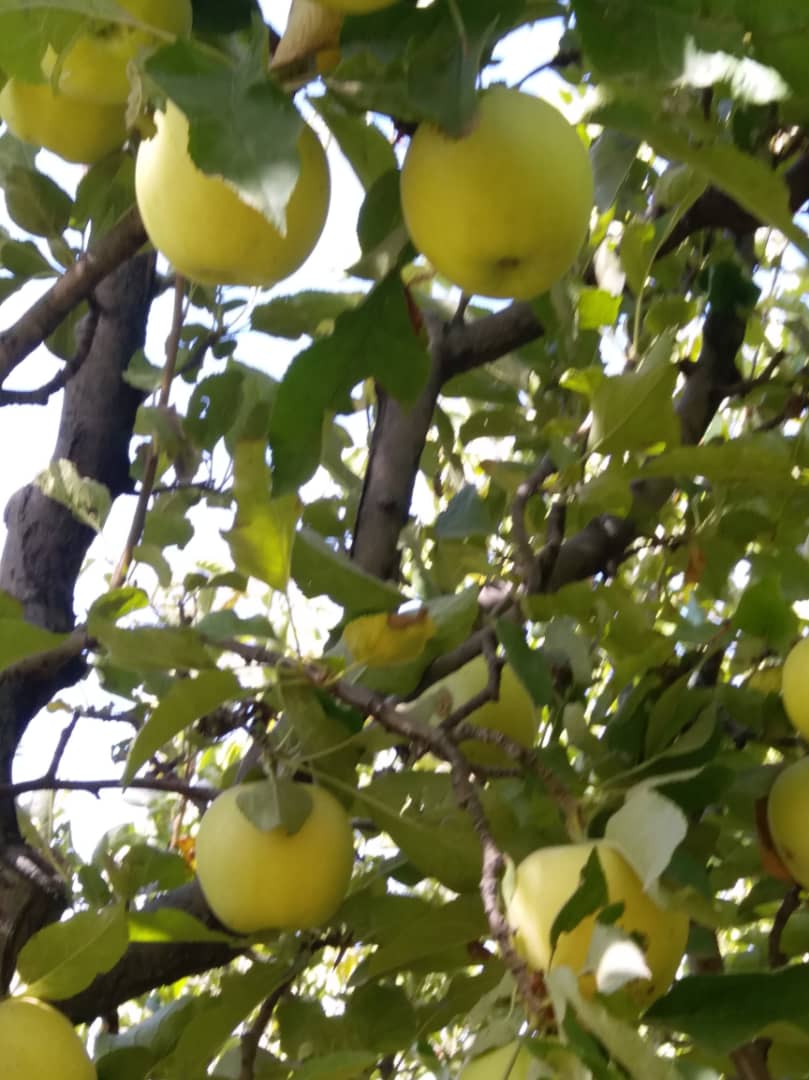 سیب فیروزکوه