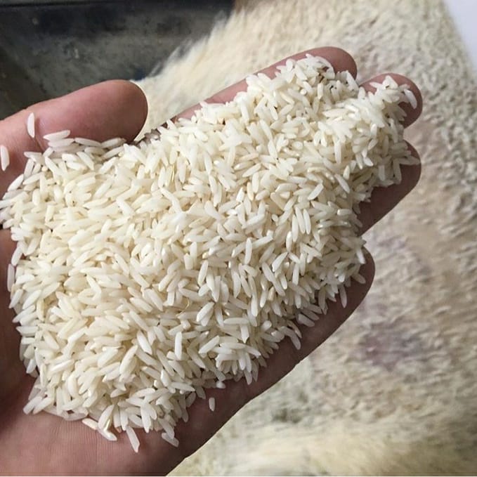 برنج طارم هاشمی بوجار شده درجه یک امسال