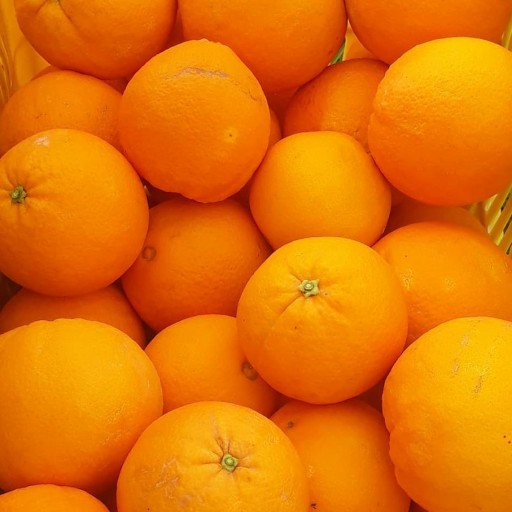 پرتقال تامسون صادراتی بابل