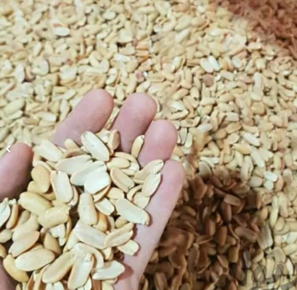 فروش عمده بادام زمینی کره گیری تازه