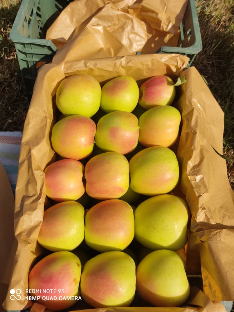 فروش انواع میوه جات در میدون تره بار شیراز توسط علی کریمی با تسویه روزانه