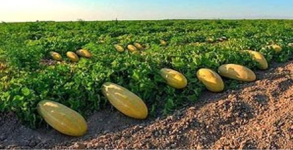 از کاشت تا برداشت خربزه