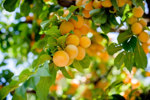 دلایل میوه ندادن درختان میوه