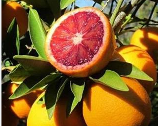 پرتقال خونی تاراکو (Tarocco)