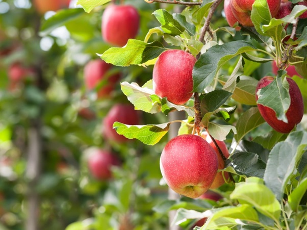 صادرات دیر هنگام سیب شب عید