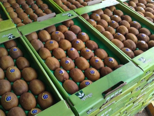 صادرات کیوی گیلان