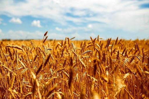 تولید گندم امسال به بالای ۱۳ میلیون هکتار می رسد