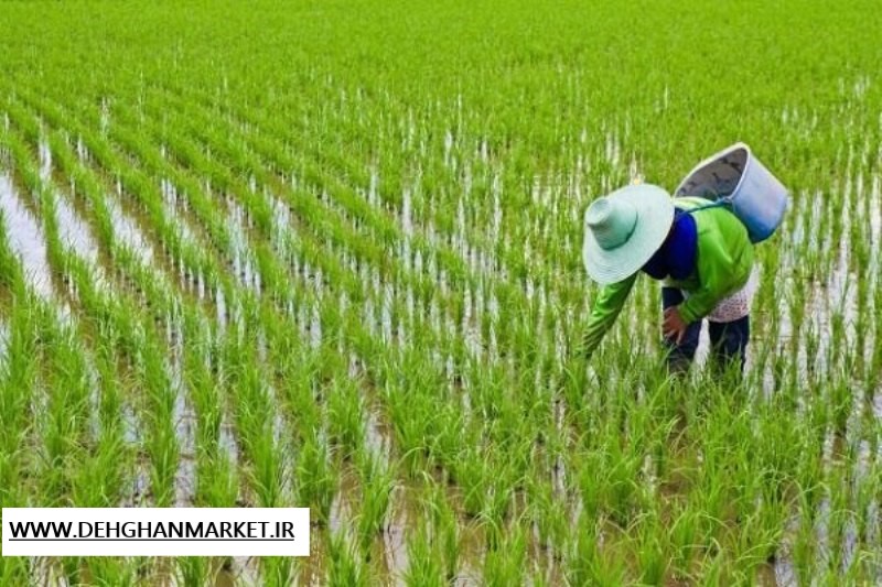 ممنوعیت کشت برنج لغو شد