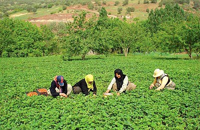 افزایش ۸۷ هزار تنی محصولات کشاورزی در دیم زارهای کردستان