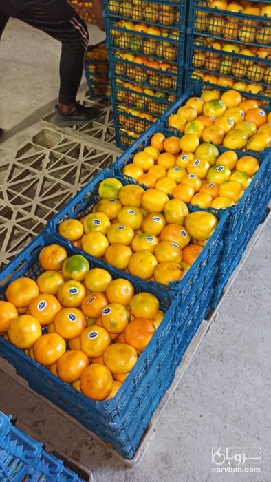 فروش نارنگی ژاپنی
